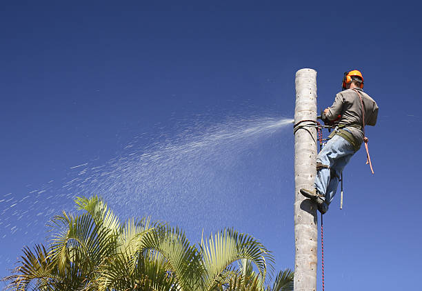 Landscape Design and Installation in Clovis, NM